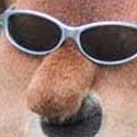Miniatura de A cara de perro