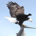 Miniatura de Aguila Captura Tiburón Gigante