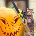 Miniatura de Animales Expertos En Halloween