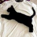 Miniatura de Así Nacio La Marca Puma