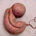 Miniatura de Caprichos De La Huerta