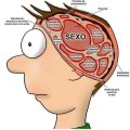 Miniatura de Cerebro De El Hombre