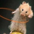 Miniatura de Circo De Los Ratones