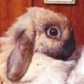 Miniatura de Conejo Viciado Al Tuenti