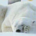 Miniatura de Despertando Al Oso Polar