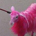Miniatura de El Perro Oveja