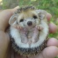 Miniatura de Erizo Sin Mamá
