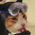 Miniatura de Gato Buceador