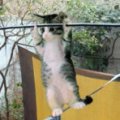 Miniatura de Gato Equilibrista