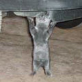 Miniatura de Gato Más Fuerte Del Mundo