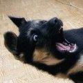 Miniatura de Gato Muerde A Perro