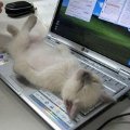 Miniatura de Gato y Portatil