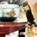Miniatura de Gatos de Caza