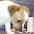 Miniatura de Necesidades Encima De Windows