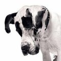 Miniatura de Perrito Dice Fuck You