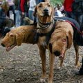 Miniatura de Perro Disfrazado de Perros