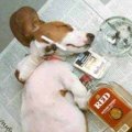 Miniatura de Perro Drogradicto