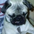 Miniatura de Perro Jugando A Las Cartas