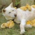 Miniatura de Perro Mamá Pato