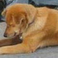 Miniatura de Perro Mendigo