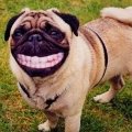 Miniatura de Perro Risitas