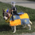 Miniatura de Perros Disfrazados