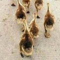 Miniatura de Señor De Los Patos
