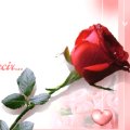 Miniatura de Una Rosa Para Decir Te Amo