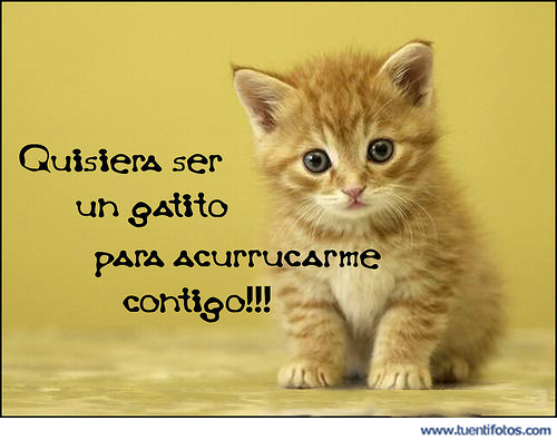 Románticas de Quisiera Ser Un Gatito